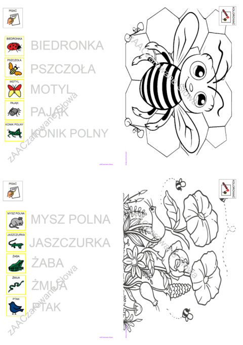 ŁĄKA - CAŁY PAKIET AAC, SYMBOLE PCS